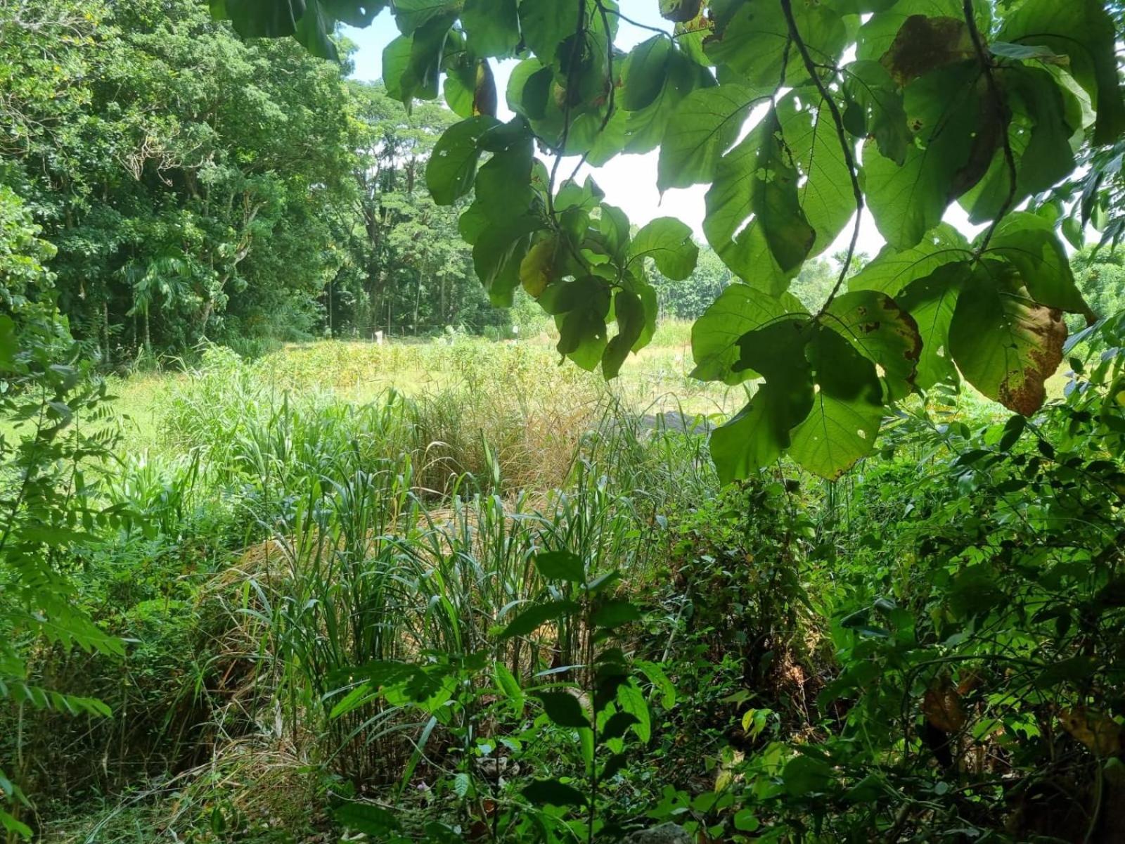 Silver Hill Ecovillage Kurunegala Exteriér fotografie