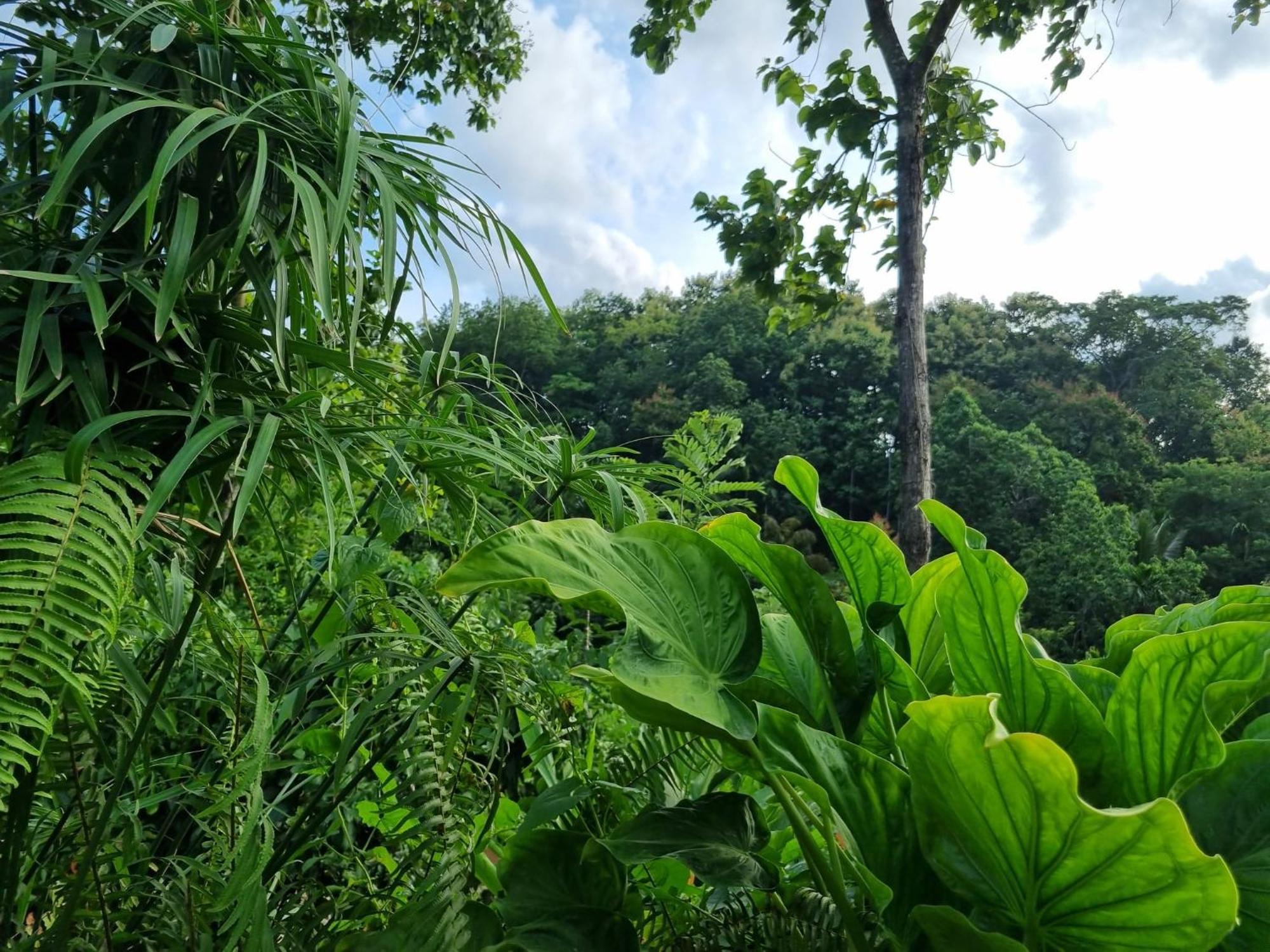 Silver Hill Ecovillage Kurunegala Exteriér fotografie