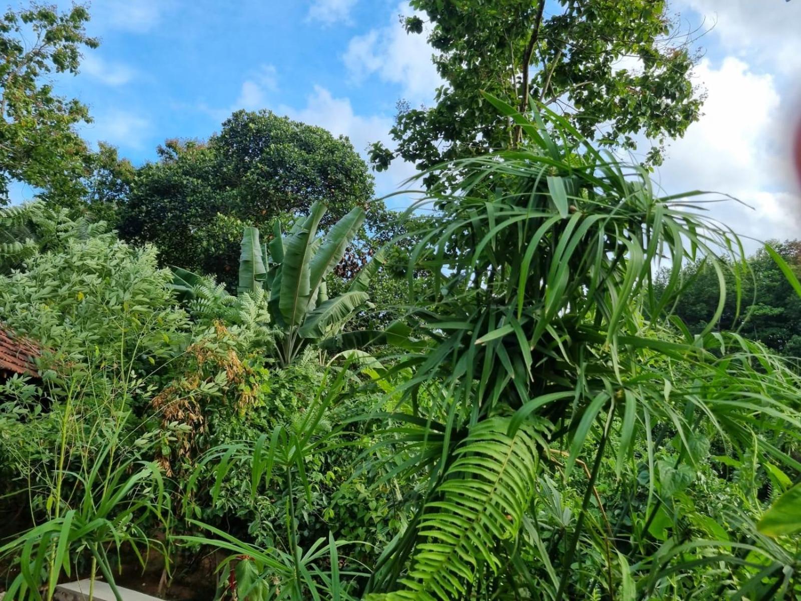 Silver Hill Ecovillage Kurunegala Exteriér fotografie